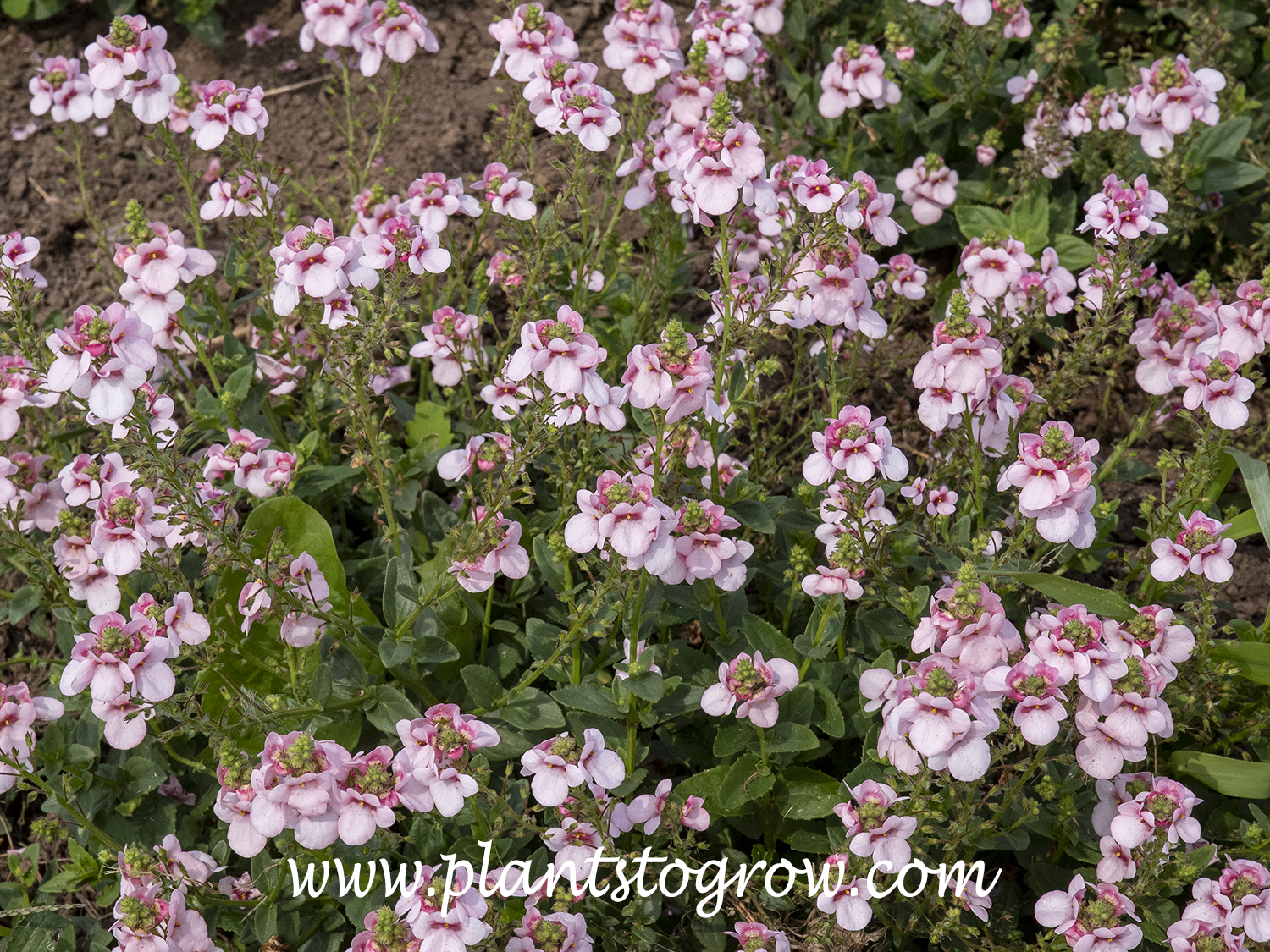 My Darling Melon Diascia (Diascia)